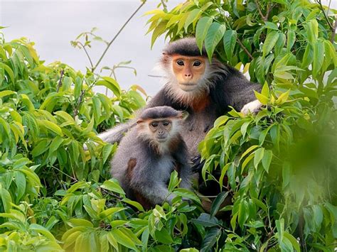 The Coolest Native Wildlife Of Vietnam