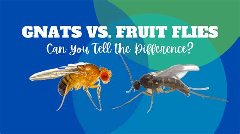 Gnats Vs Fruit Flies — Can You Tell The Difference Summit