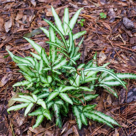 Variegated Cretan Brake Fern Plants Shade Garden Houseplants