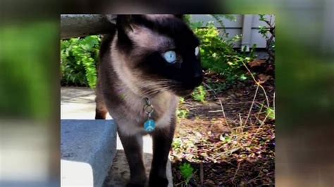 Police On The Hunt For Cat Killer In San Joses Cambrian District