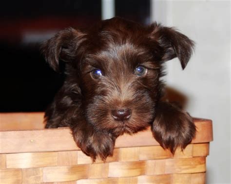 The white schnauzer article cites the fédération cynologique internationale standard, which lists it as a colour yes, the puppy picture is not as quality as the other, but they are now both in the main article. Miniature Schnauzer Info, Temperament, Puppies, Pictures