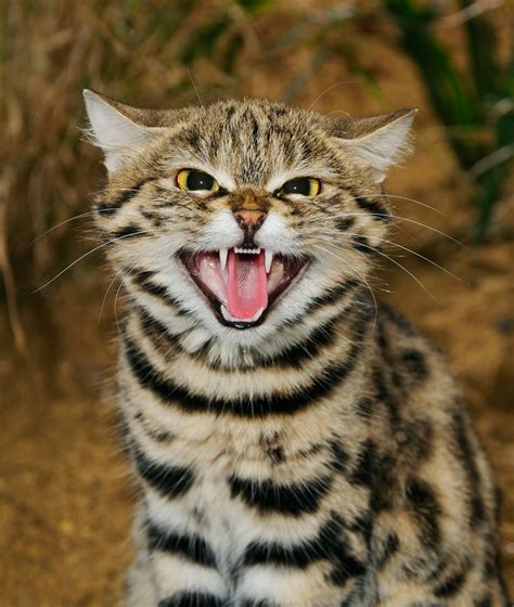 Africa's iconic big cats are well documented, but the continent is home to smaller felids that are just as impressive. ..The black-footed cat (Felis nigripes) is the smallest ...