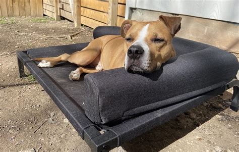 6 Best Elevated Dog Beds 2024 Reviews Putting Your Pet On A Pedestal