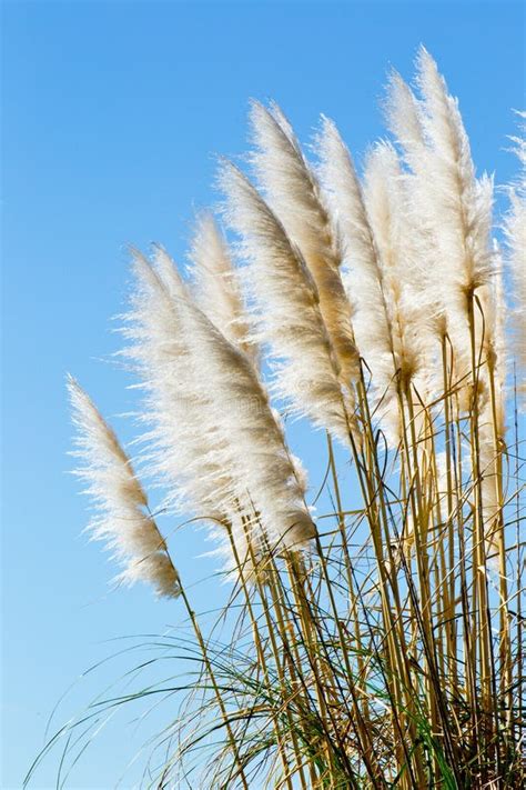 New Zealand Native Grass Toitoi Stock Image Image Of Colored