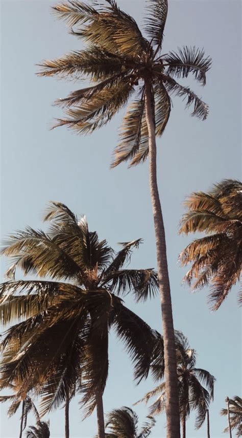 Aesthetic Palm Trees Iphone Wallpapers Top Free Aesthetic Palm Trees
