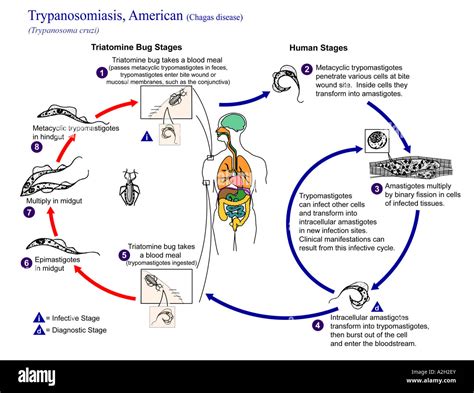 Ilustración Representando El Ciclo De Vida De Trypanosoma Cruzi El