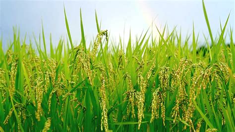 Rice Fields Wallpapers High Quality Download Free
