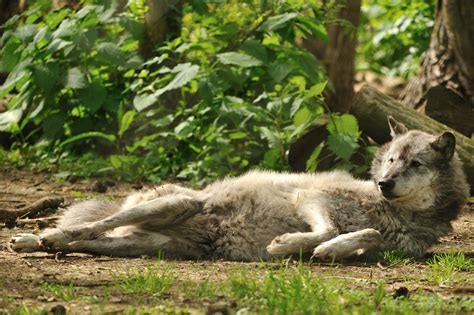 Wolf Lying Down Anne Marie Kalus Flickr