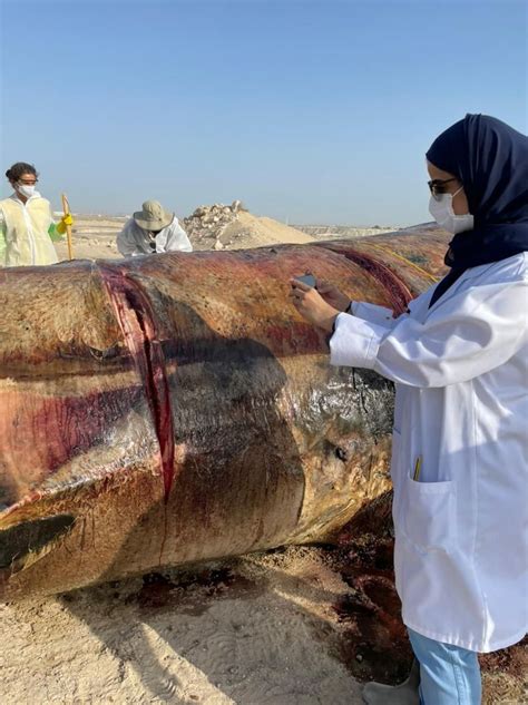 Video Dead Brydes Whale Washes Up In Dubais Jebel Ali Beach The