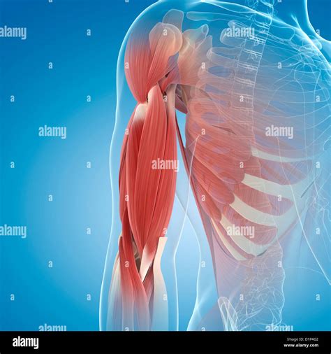 Human Upper Arm Muscles Hi Res Stock Photography And Images Alamy
