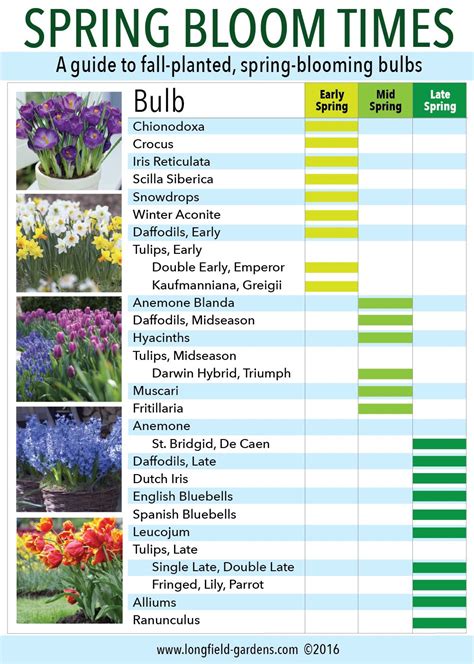 Perennial Bloom Time Chart