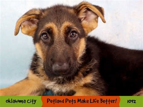 German Shepherd Dog Dog Male Black Tan 3769566 Petland Oklahoma City