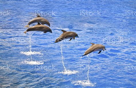 Dolphins Jumping Out Of The Water Stock Photo Download Image Now