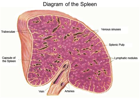 Spleen Histology Cross Section Or Longitudinal Section Researchgate