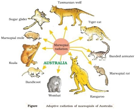 Define Biogeographical Evidences Explain Adaptive Radiation In Australian Marsupials