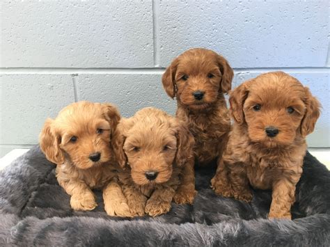 Asking for $175 to hold puppy he is 1 out of 2 black and white males in columbus ohio. Labradoodle Puppies For Sale | Chagrin Falls, OH #267610