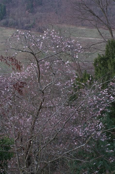 Winter Cherry Blossom Pby Flickr