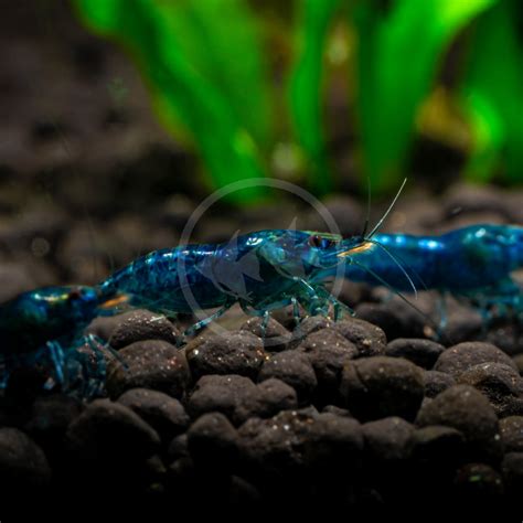 Shrimp Fw Blue Dream Neocaridina Davidi Var Blue Aquatics Unlimited