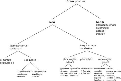 Gram Stain Concept Map