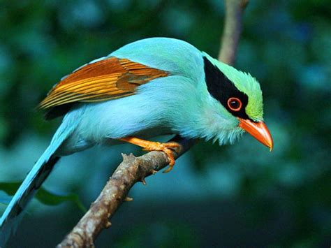 Colorful Birds Exotic Birds Beautiful Birds