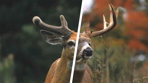Whitetail Deer Antler Growth Process Legendary Whitetails Legendary