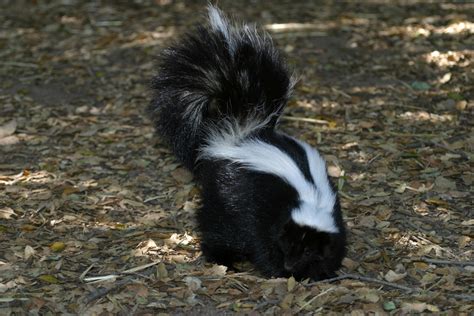 Skunk In The Forest Image Free Stock Photo Public Domain Photo