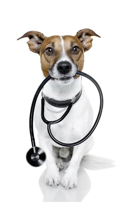 A day in the life of a 24/7 Vet Help Nurse ... Hickory knoll serves animals and their owners from across the metro new orleans area.