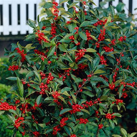 Winterberry Shrub Provides A Wonderful Addition To Autumn Landscapes