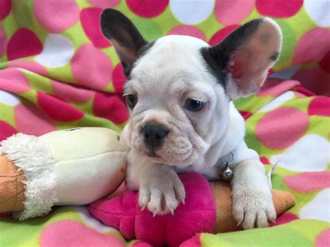 French bulldog · hartford, ct. Pin Oak Frenchies - French Bulldog Puppies For Sale