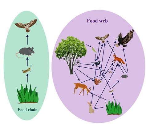 Food Chain In Ecosystem Explained With Diagrams