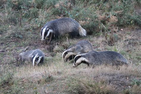 Government U Turn On Promises To End Badger Culling Essex Wildlife Trust