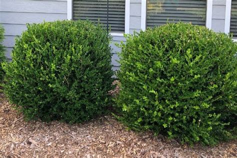 Best Evergreen Shrubs For Front Of House Zone 7 Barney Rowland