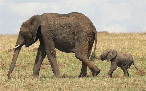 The 35 Cutest Baby Elephants You Will See Today
