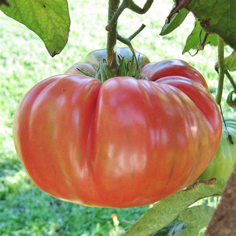 Tomato Seeds Brandywine Pink Vegetable Seeds In Packets And Bulk