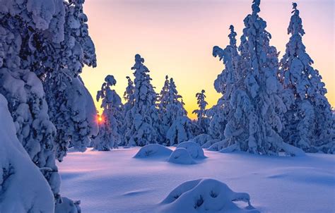 Wallpaper Winter Snow Trees Sunset Ate The Snow