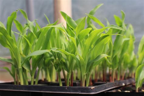 Corn Seed Germination Time Temperature Process Gardening Tips