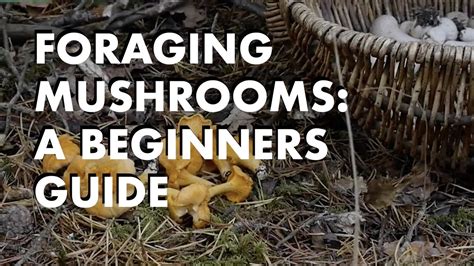 Foraging For Mushrooms A Beginners Guide Youtube