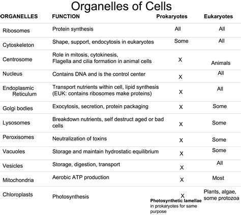 Animal Cell Organelles And Their Functions Wikipedia Difference