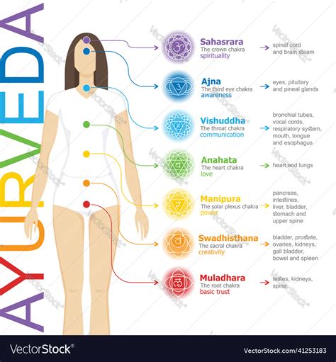 Chakras System With Their Glands And Organs Vector Image