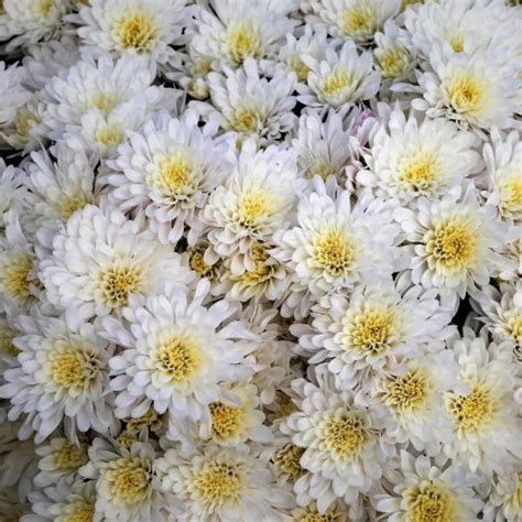 Chrysanthemum Seeds 100pcs