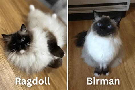 Ragdoll Vs Birman Cats Similarities And Differences Explained