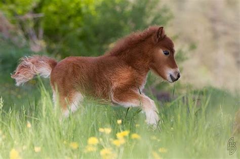 Super Cute Miniature Baby Horse Virtual University Of Pakistan
