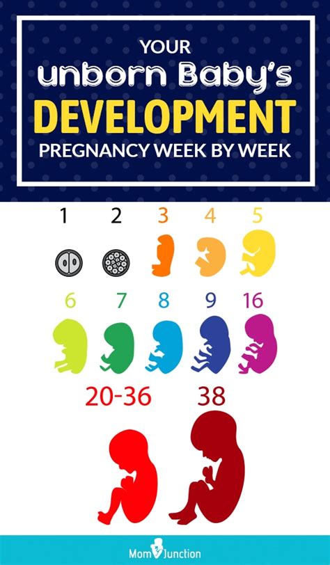 Pregnancy Week By Week Symptoms Baby Development Tips And Body Changes