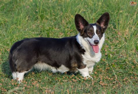 Welsh Corgi Cardigan Dog Breed Facts Highlights And Buying Advice
