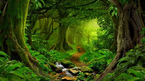 Images Of Rainforest Wallpaperall
