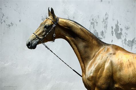 Akhal Teke By Artur Baboev Akhal Teke Horses Horse Dressage Appaloosa
