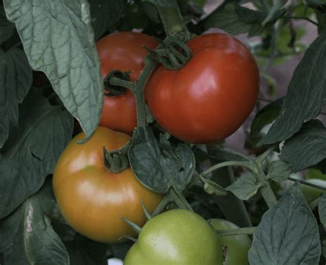 Stewart Rz F1 Tomato Seed Activevista For Market Farm And Garden