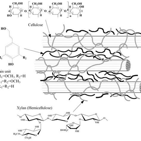 Schematic Structure Of Lignocellulose Wang Et Al 2013 Download Scientific Diagram