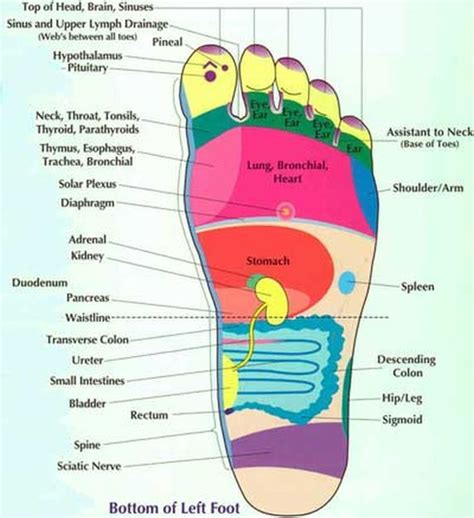 Foot Reflexology Chart Places To Massage On The Foot To Help Those Parts Of The Body Foot