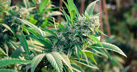 Autoflowering strains are typically short, grow. The 5 Best Autoflower Cannabis Seeds From Sensi Seeds ...
